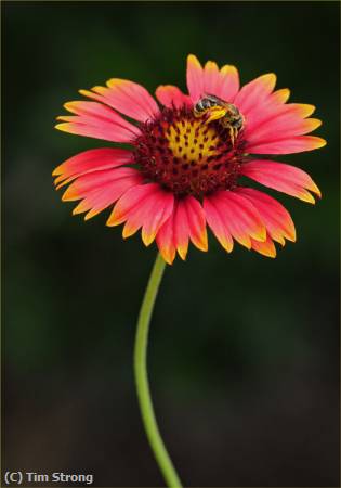 Missing Image: i_0038.jpg - Bee on Daisy