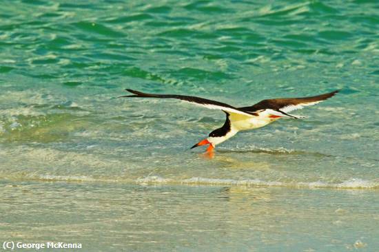 Missing Image: i_0079.jpg - Skimmer Fishing