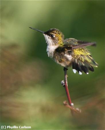 Missing Image: i_0080.jpg - JUVENILE HUMMINGBIRD-jpeg