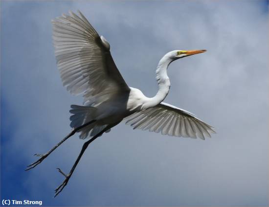 Missing Image: i_0082.jpg - Flying Egret