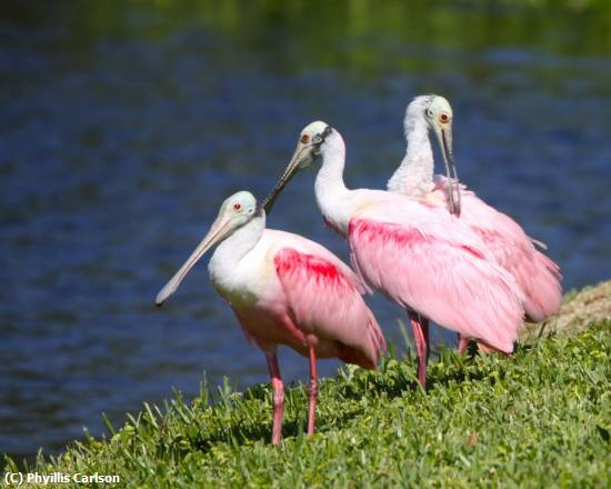 Missing Image: i_0009.jpg - tre spoonbills-jpg