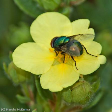 Missing Image: i_0013.jpg - Green Fly