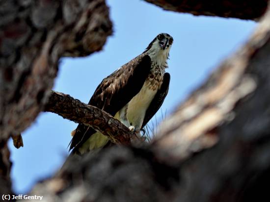 Missing Image: i_0017.jpg - Osprey Framed in Tree