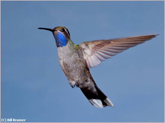 Missing Image: i_0021.jpg - Blue-throated Hummer