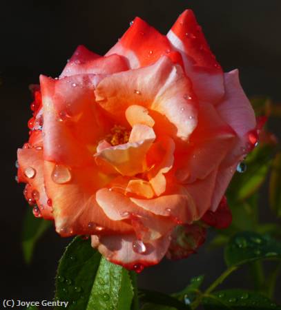 Missing Image: i_0026.jpg - Rose