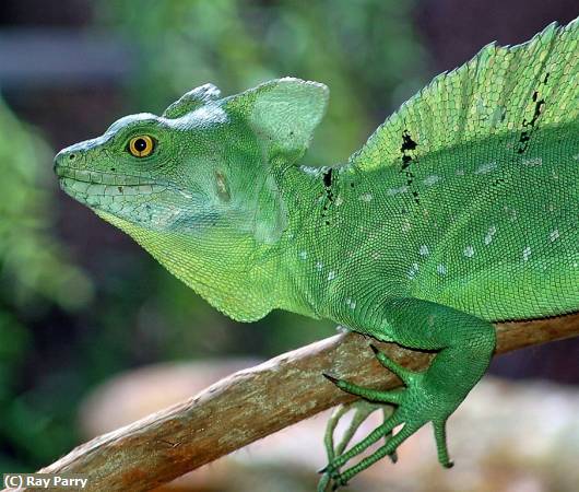 Missing Image: i_0029.jpg - green basilisk