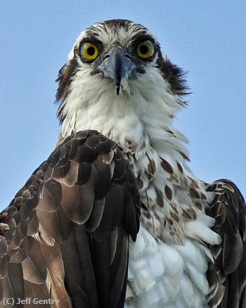 Missing Image: i_0040.jpg - Osprey Stare