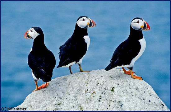 Missing Image: i_0056.jpg - Atlantic Puffins