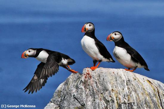 Missing Image: i_0057.jpg - Three Puffins