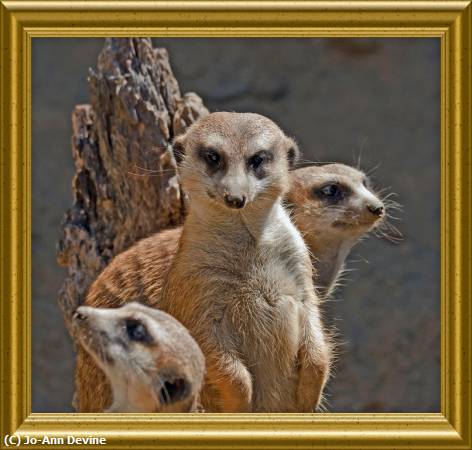 Missing Image: i_0066.jpg - Meerkat Trio