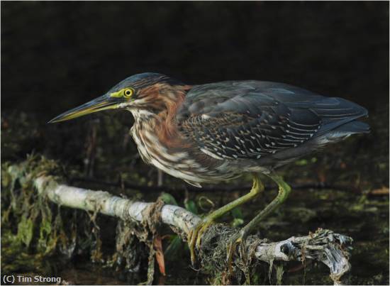 Missing Image: i_0005.jpg - Little Green Heron