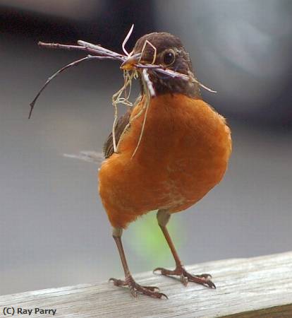 Missing Image: i_0007.jpg - robin with twigs