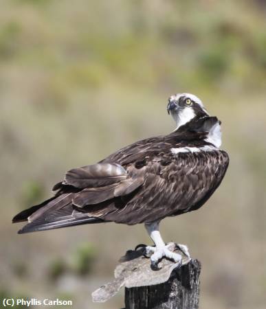 Missing Image: i_0013.jpg - Osprey with Flounder