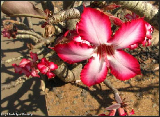 Missing Image: i_0014.jpg - Desert Rose