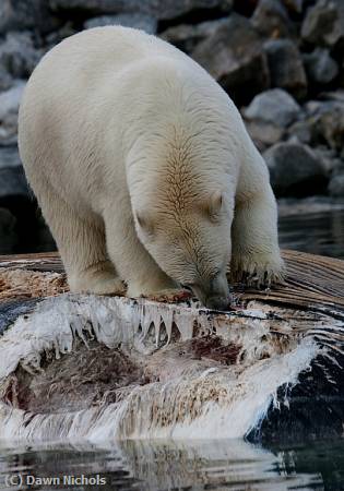 Missing Image: i_0016.jpg - Arctic Appetite