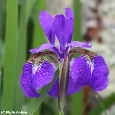 Missing Image: i_0028.jpg - BEARDED IRIS