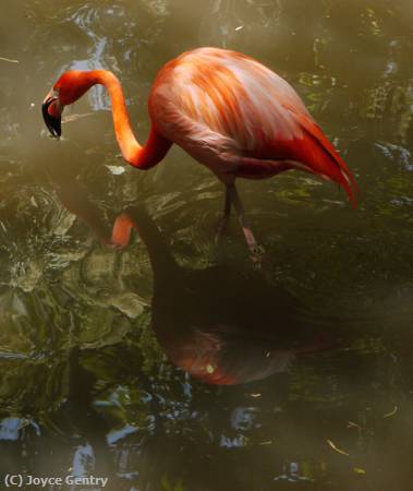 Missing Image: i_0038.jpg - Flamingo