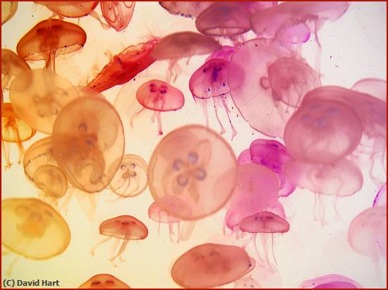 Missing Image: i_0007.jpg - Jellyfish Fantasy