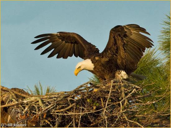 Missing Image: i_0013.jpg - Bald Eagle