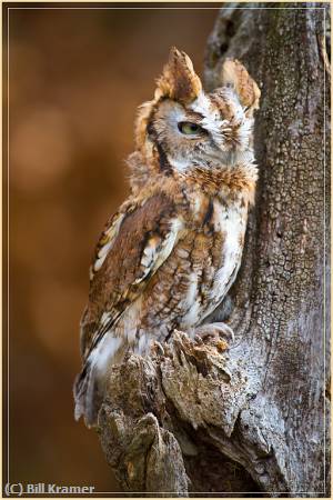 Missing Image: i_0030.jpg - Screech-Owl