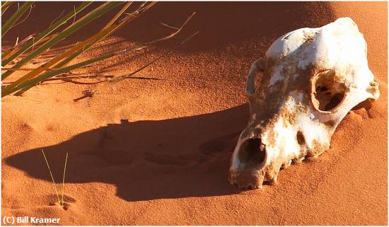 Missing Image: i_0058.jpg - Coyote Skull