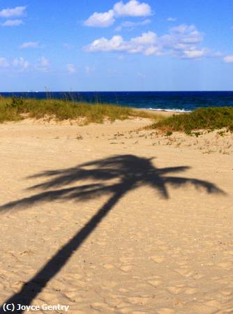 Missing Image: i_0062.jpg - Palm Beach Shadow