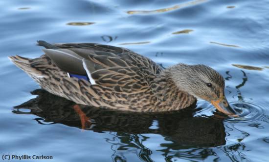 Missing Image: i_0008.jpg - MALLARD-jpg