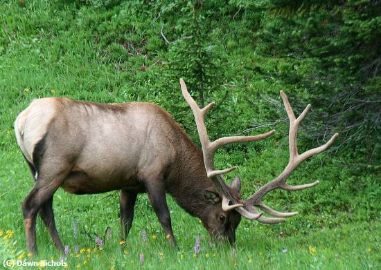 Missing Image: i_0009.jpg - Elk