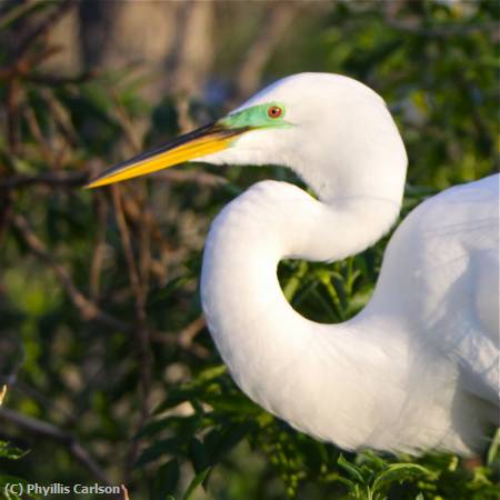 Missing Image: i_0025.jpg - GREAT EGRET-jpg