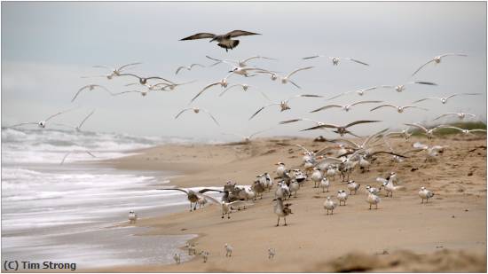 Missing Image: i_0026.jpg - Ocean Flight