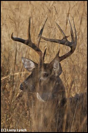 Missing Image: i_0036.jpg - White Tail Buck