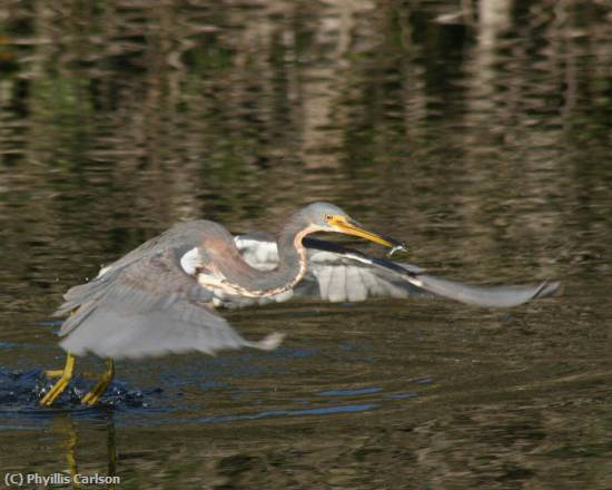 Missing Image: i_0056.jpg - TRICOLORED HERON-jpg