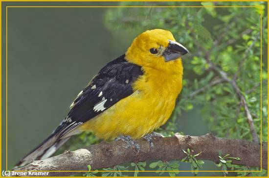 Missing Image: i_0061.jpg - Yellow Grosbeak