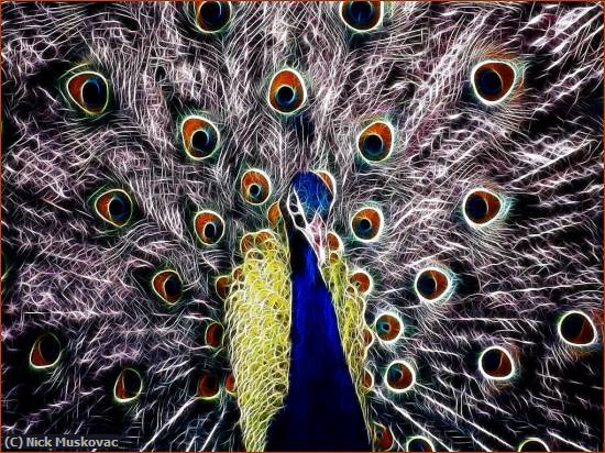 Missing Image: i_0005.jpg - Electrified Peacock