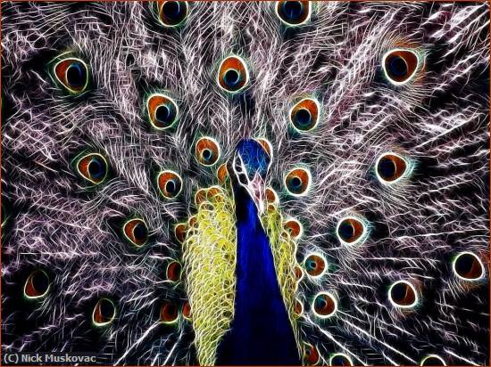 Missing Image: i_0005.jpg - Electrified Peacock