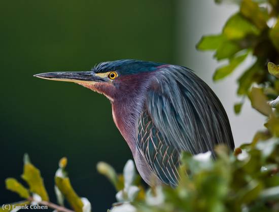 Missing Image: i_0006.jpg - Heron