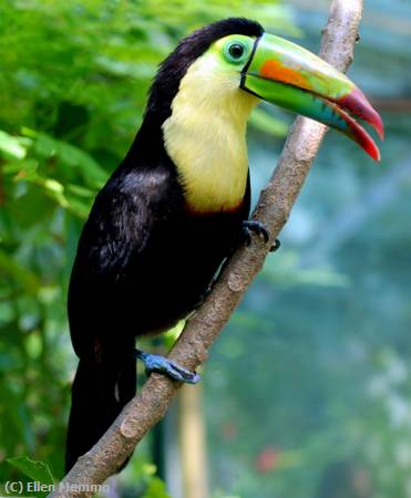 Missing Image: i_0024.jpg - Tucan