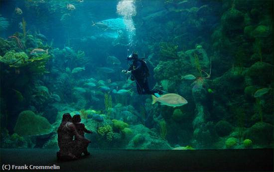 Missing Image: i_0032.jpg - Aquarium-2