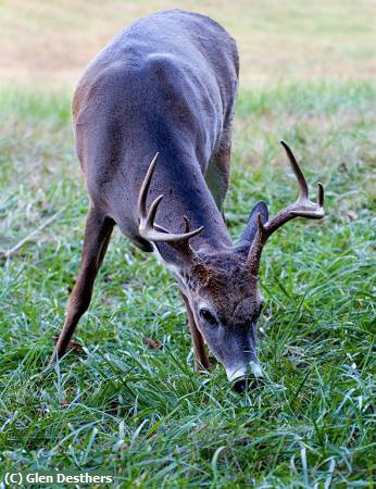 Missing Image: i_0040.jpg - Cades Cove Buck