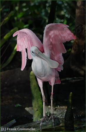 Missing Image: i_0042.jpg - Roseate Spoonbill