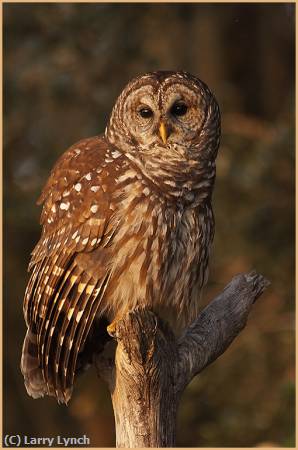 Missing Image: i_0044.jpg - Barred Owl