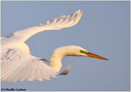 Missing Image: i_0047.jpg - Heron in Flight-jpg