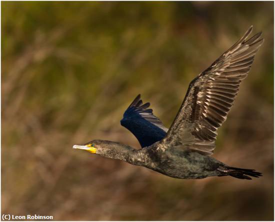 Missing Image: i_0048.jpg - Cormorant-in-Flight