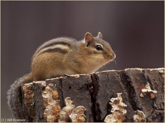 Missing Image: i_0053.jpg - Chipmonk