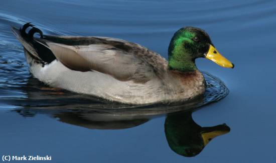 Missing Image: i_0058.jpg - Mallard Duck Swimming 1