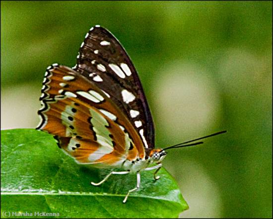 Missing Image: i_0062.jpg - Butterfly