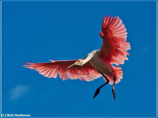 Missing Image: i_0073.jpg - Spoonbill flying Home