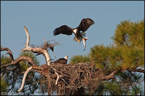 Missing Image: i_0075.jpg - Bald Eagle Nest