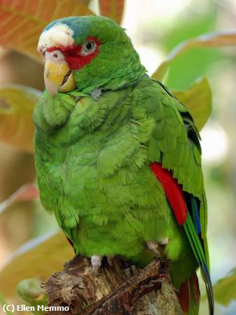 Missing Image: i_0076.jpg - Belize Bird