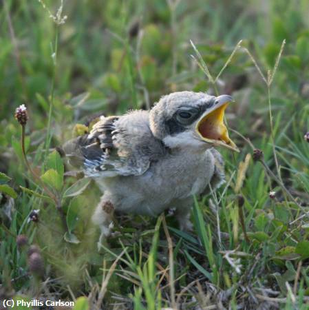 Missing Image: i_0078.jpg - Little Lost Bird-jpg